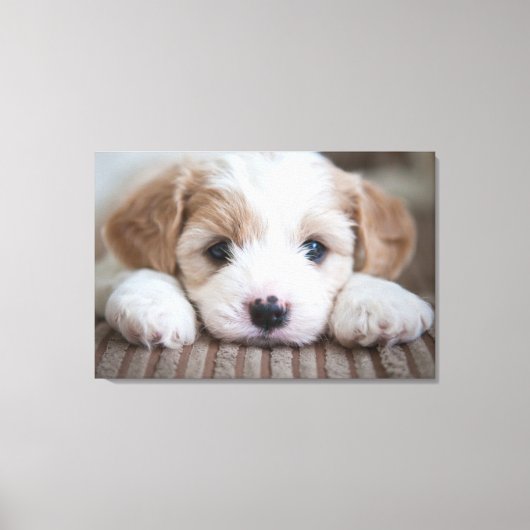 Kutest Baby Animals | Cavashon Puppy Canvas Afdruk (Voorkant)