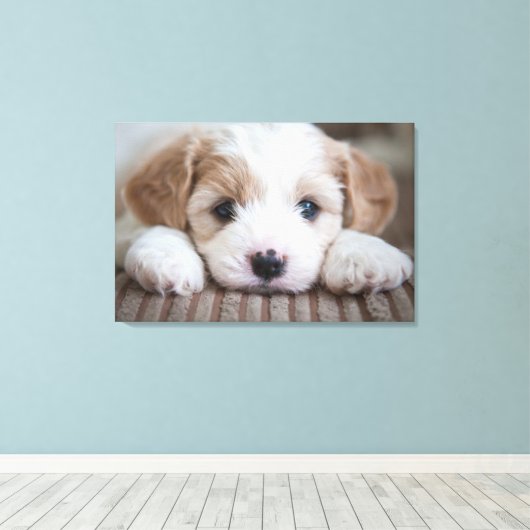 Kutest Baby Animals | Cavashon Puppy Canvas Afdruk (Insitu (Houten vloer))