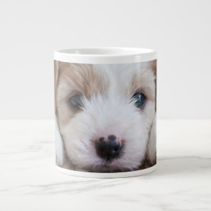 Kutest Baby Animals Cavashon Puppy Grote Koffiekop