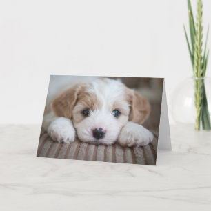 Kutest Baby Animals   Cavashon Puppy Kaart
