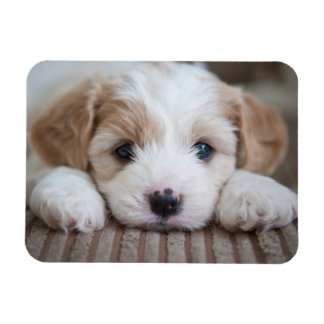 Kutest Baby Animals | Cavashon Puppy Magneet