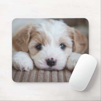 Kutest Baby Animals | Cavashon Puppy Muismat