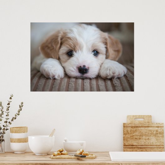 Kutest Baby Animals | Cavashon Puppy Poster (Keuken)