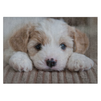 Kutest Baby Animals | Cavashon Puppy Snijplank