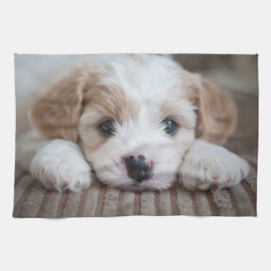 Kutest Baby Animals   Cavashon Puppy Theedoek
