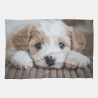 Kutest Baby Animals | Cavashon Puppy Theedoek