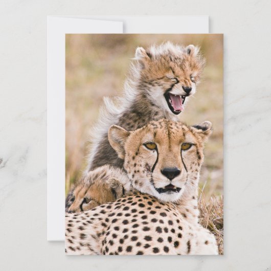 Kutest Baby Animals | Cheetah Cat & Cub Bedankkaart (Voorkant)