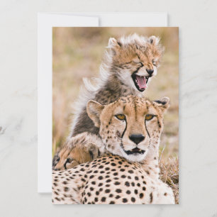 Kutest Baby Animals   Cheetah Cat & Cub Bedankkaart