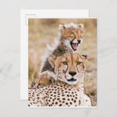 Kutest Baby Animals | Cheetah Cat & Cub Briefkaart (Voorkant / Achterkant)