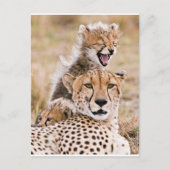 Kutest Baby Animals | Cheetah Cat & Cub Briefkaart (Voorkant)