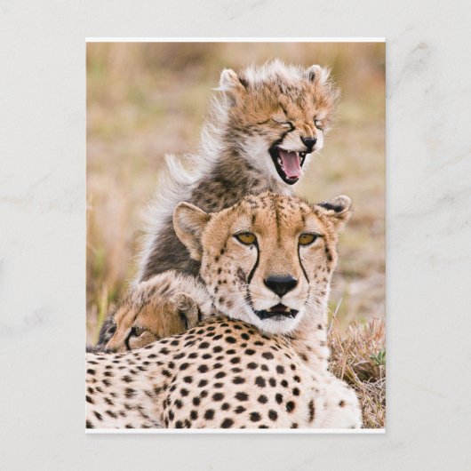Kutest Baby Animals | Cheetah Cat & Cub Briefkaart (Voorkant)