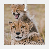 Kutest Baby Animals | Cheetah Cat & Cub Glas Ornament (Achterkant)