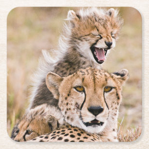 Kutest Baby Animals   Cheetah Cat & Cub Kartonnen Onderzetters