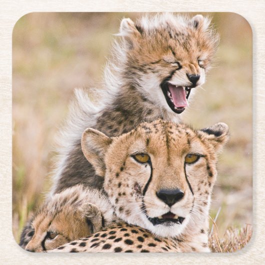 Kutest Baby Animals | Cheetah Cat & Cub Kartonnen Onderzetters (Voorkant)