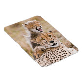 Kutest Baby Animals | Cheetah Cat & Cub Magneet (Rechterzijde)