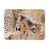 Kutest Baby Animals | Cheetah Cat & Cub Magneet (Horizontaal)