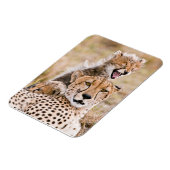 Kutest Baby Animals | Cheetah Cat & Cub Magneet (Linkerzijde)