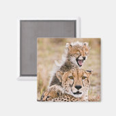 Kutest Baby Animals | Cheetah Cat & Cub Magneet (Voorkant / Achterkant)