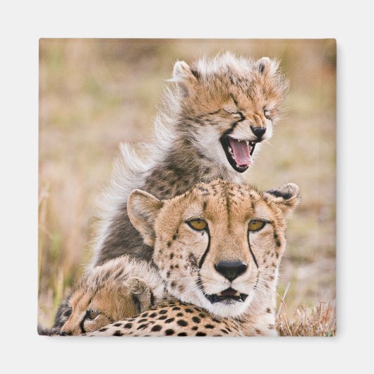 Kutest Baby Animals | Cheetah Cat & Cub Magneet (Voorkant)