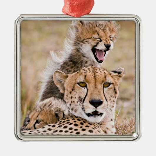 Kutest Baby Animals | Cheetah Cat & Cub Metalen Ornament (Voorkant)