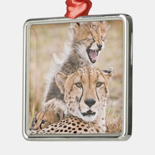 Kutest Baby Animals | Cheetah Cat & Cub Metalen Ornament (Links)