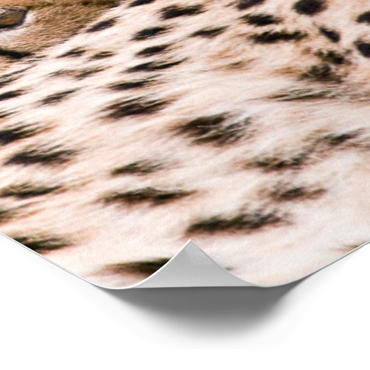 Kutest Baby Animals | Cheetah Cat & Cub Poster (Hoek)