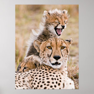 Kutest Baby Animals Cheetah Cat & Cub Poster