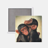 Kutest Baby Animals | Chimpansee Hug Magneet (Voorkant / Achterkant)
