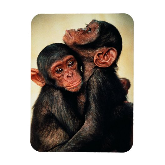 Kutest Baby Animals | Chimpansee Hug Magneet (Verticaal)