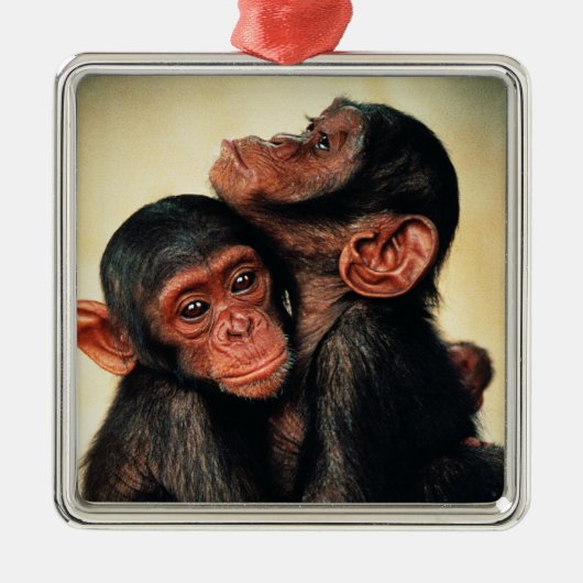 Kutest Baby Animals | Chimpansee Hug Metalen Ornament (Voorkant)