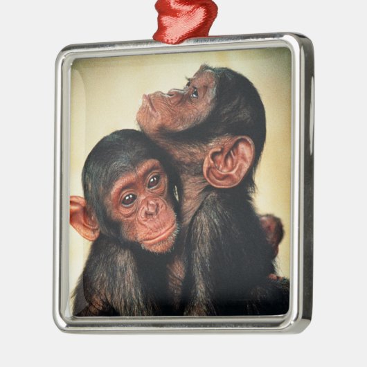 Kutest Baby Animals | Chimpansee Hug Metalen Ornament (Links)