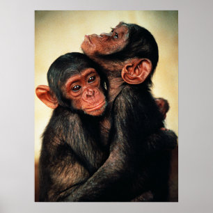 Kutest Baby Animals Chimpansee Hug Poster