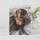 Kutest Baby Animals | Chocolade Dapple Dachshund Bedankkaart (Staand voorkant)