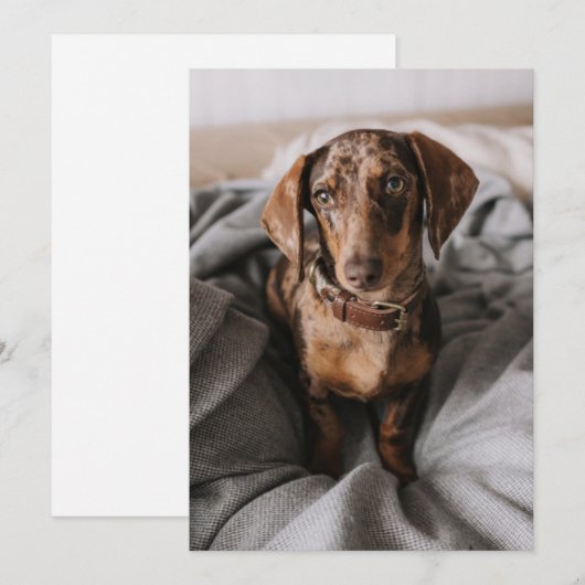 Kutest Baby Animals | Chocolade Dapple Dachshund Bedankkaart (Voorkant / Achterkant)