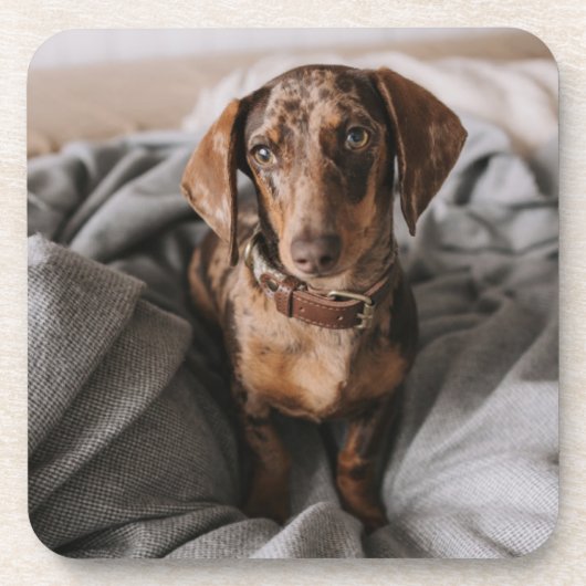 Kutest Baby Animals | Chocolade Dapple Dachshund Bier Onderzetter (Voorkant)