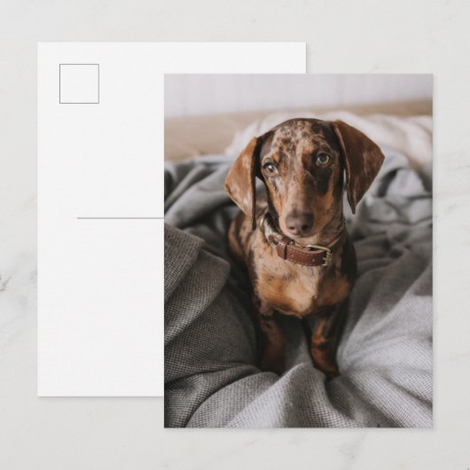 Kutest Baby Animals | Chocolade Dapple Dachshund Briefkaart (Voorkant / Achterkant)