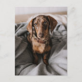 Kutest Baby Animals | Chocolade Dapple Dachshund Briefkaart (Voorkant)