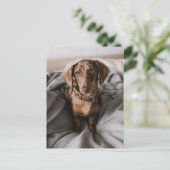 Kutest Baby Animals | Chocolade Dapple Dachshund Briefkaart (Staand voorkant)