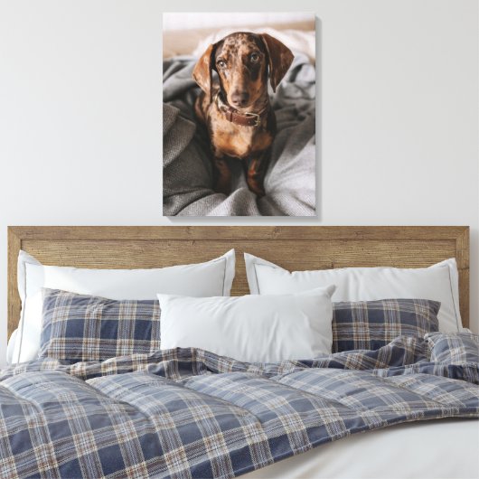 Kutest Baby Animals | Chocolade Dapple Dachshund Canvas Afdruk (Insitu (Slaapkamer))
