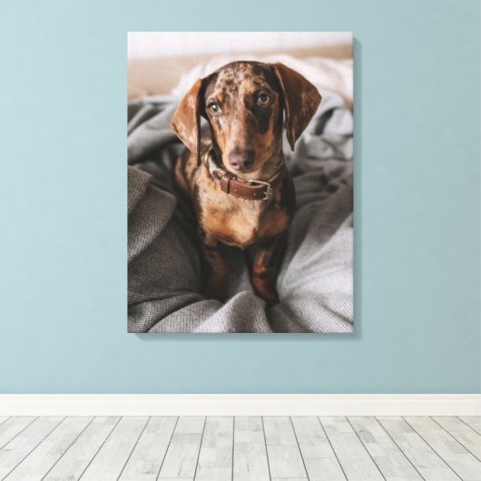 Kutest Baby Animals | Chocolade Dapple Dachshund Canvas Afdruk (Insitu (Houten vloer))