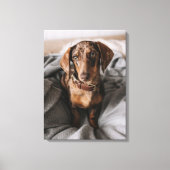 Kutest Baby Animals | Chocolade Dapple Dachshund Canvas Afdruk (Voorkant)