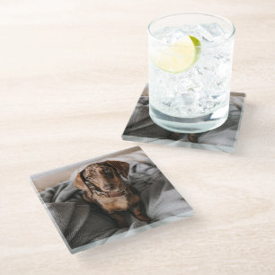 Kutest Baby Animals   Chocolade Dapple Dachshund Glazen Onderzetter