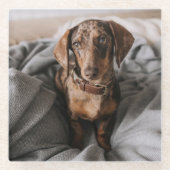 Kutest Baby Animals | Chocolade Dapple Dachshund Glazen Onderzetter (Voorkant)