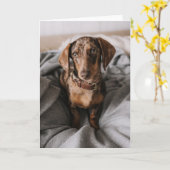 Kutest Baby Animals | Chocolade Dapple Dachshund Kaart (Gele Bloem)