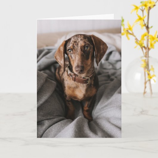 Kutest Baby Animals | Chocolade Dapple Dachshund Kaart (Gele Bloem)