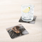 Kutest Baby Animals | Chocolade Dapple Dachshund Kartonnen Onderzetters (Insitu)