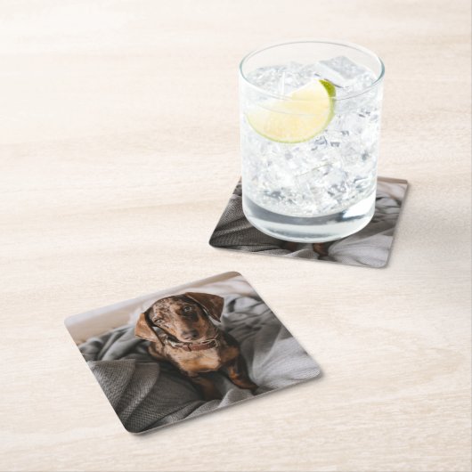 Kutest Baby Animals | Chocolade Dapple Dachshund Kartonnen Onderzetters (Insitu)