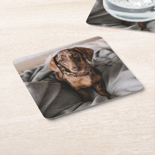 Kutest Baby Animals | Chocolade Dapple Dachshund Kartonnen Onderzetters (Schuin)
