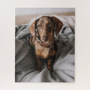 Kutest Baby Animals   Chocolade Dapple Dachshund Legpuzzel