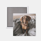 Kutest Baby Animals | Chocolade Dapple Dachshund Magneet (Voorkant / Achterkant)